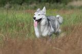 SIBERIAN HUSKY 292